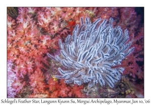 Schlegel's Feather Star