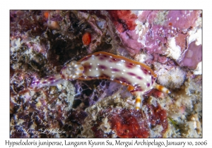 Hypselodoris juniperae