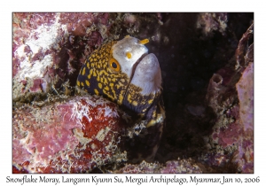 Snowflake Moray