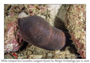 White-rumped Sea Cucumber