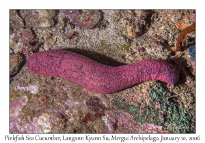 Pinkfish Sea Cucumber