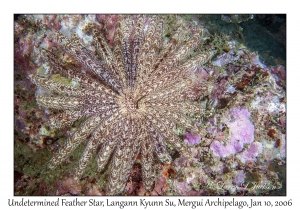 Undetermined Feather Star