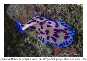 Unknown Flatworm