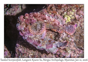 Tasseled Scorpionfish