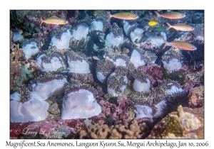 Magnificent Sea Anemones