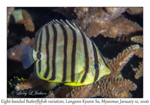 Eight-banded Butterflyfish variation