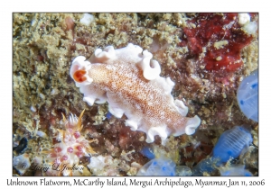 Unknown Flatworm