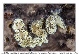 Dark Margin Doriprismatica