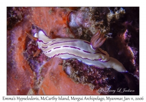 Emma's Hypselodoris