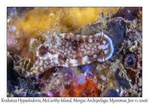 Krakatoa Hypselodoris