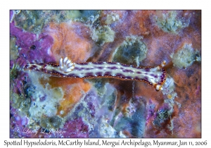 Spotted Hypselodoris