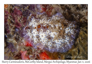 Starry Carminodoris