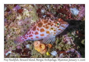 Pixy Hawkfish