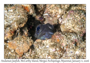 Andaman Jawfish