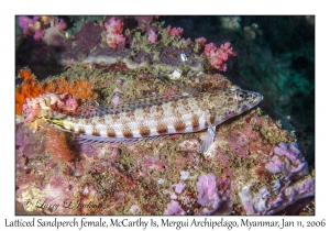 Latticed Sandperch female