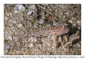 Decorated Sandgoby