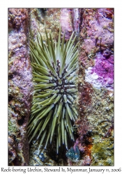 Rock-boring Urchin