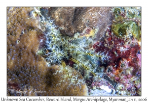 Unknown Sea Cucumber