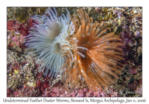 Undtermined Feather Duster Worms