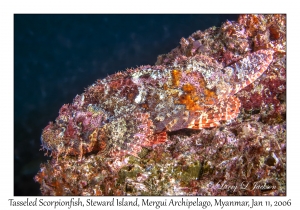 Tasseled Scorpionfish