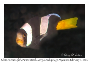 Sebae Anemonefish