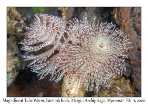 Magnificent Tube Worm