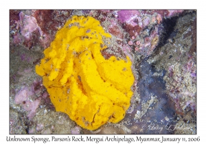 Unknown Sponge