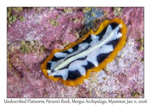 Undescribed Flatworm