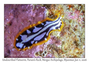 Undescribed Flatworm