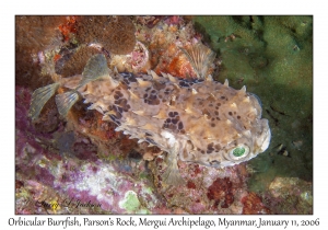 Orbicular Burrfish