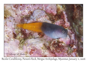 Bicolor Coralblenny