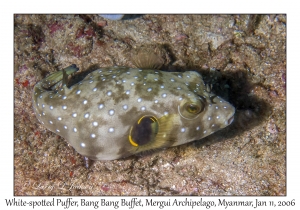 White-spotted Puffer