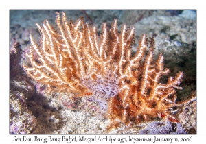 Sea Fan