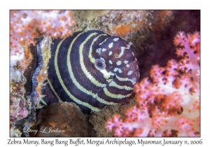 Zebra Moray