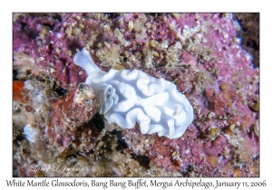 White Mantle Glossodoris