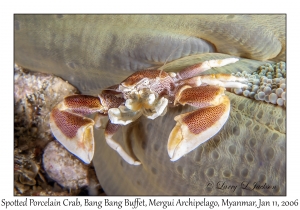 Spotted Porcelain Crab