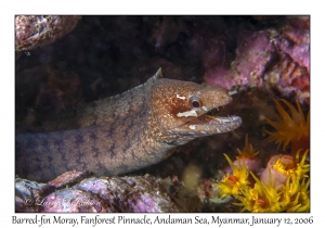 Barred-fin Moray