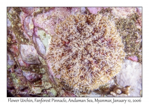 Flower Urchin