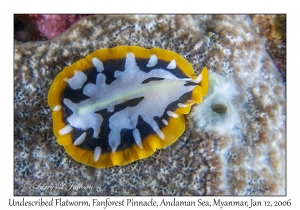 Undescribed Flatworm