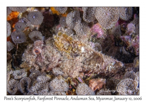 Poss's Scorpionfish