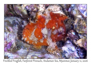 Freckled Frogfish