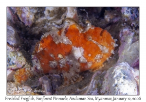 Freckled Frogfish