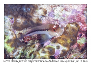 Barred Blenny juvenile