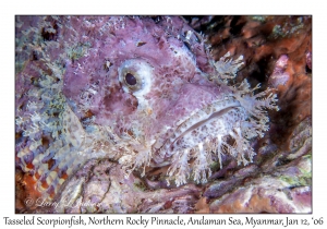 Tasseled Scorpionfish