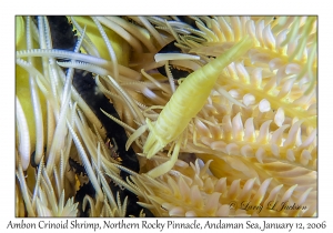 Ambon Crinoid Shrimp