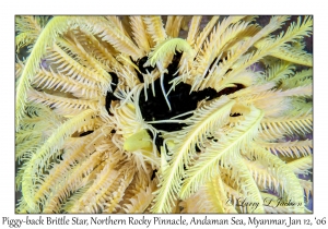 Piggy-back Brittle Star