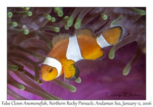 False Clown Anemonefish