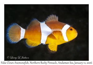 False Clown Anemonefish