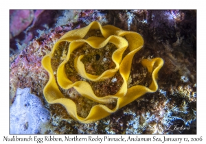 Nudibranch Egg Ribbon