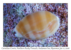 Carnelian Cowrie